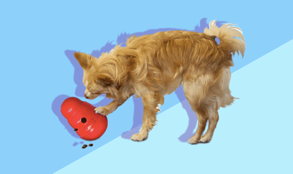 Best Dog Toys 2022 - Indestructible Toy & Games for Dog & Puppy