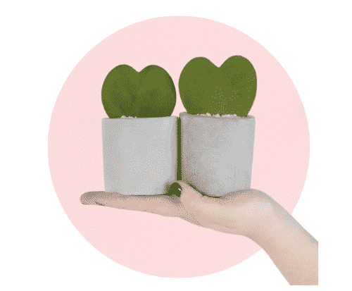Heart Shaped Succulents